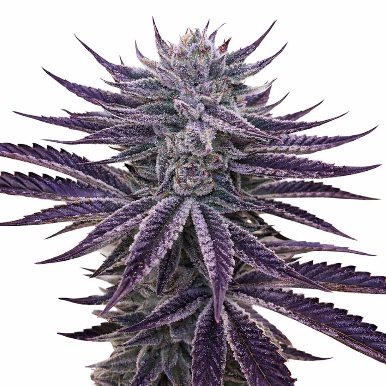 Dark Side of the Moon cannabis seeds packaging — Royal King Seeds Australia