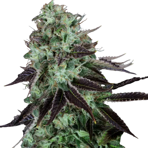 Dark Star cannabis seeds packaging — Royal King Seeds Australia