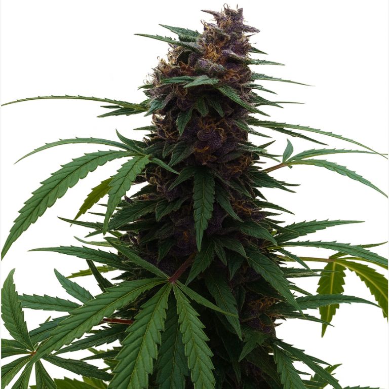 Darth Vader cannabis seeds packaging — Royal King Seeds Australia