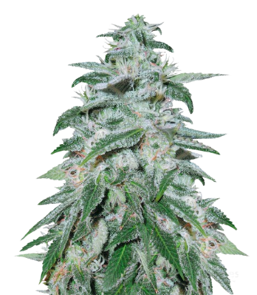 Darth Vader OG cannabis seeds packaging — Royal King Seeds Australia