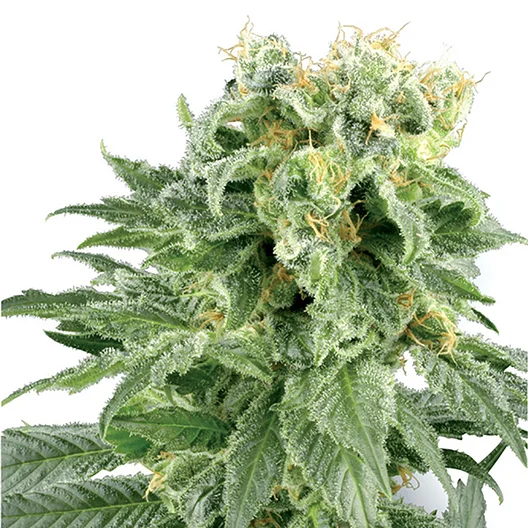 Dawgfather OG cannabis seeds packaging — Royal King Seeds Australia