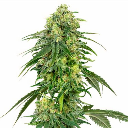 Deadhead OG cannabis seeds packaging — Royal King Seeds Australia