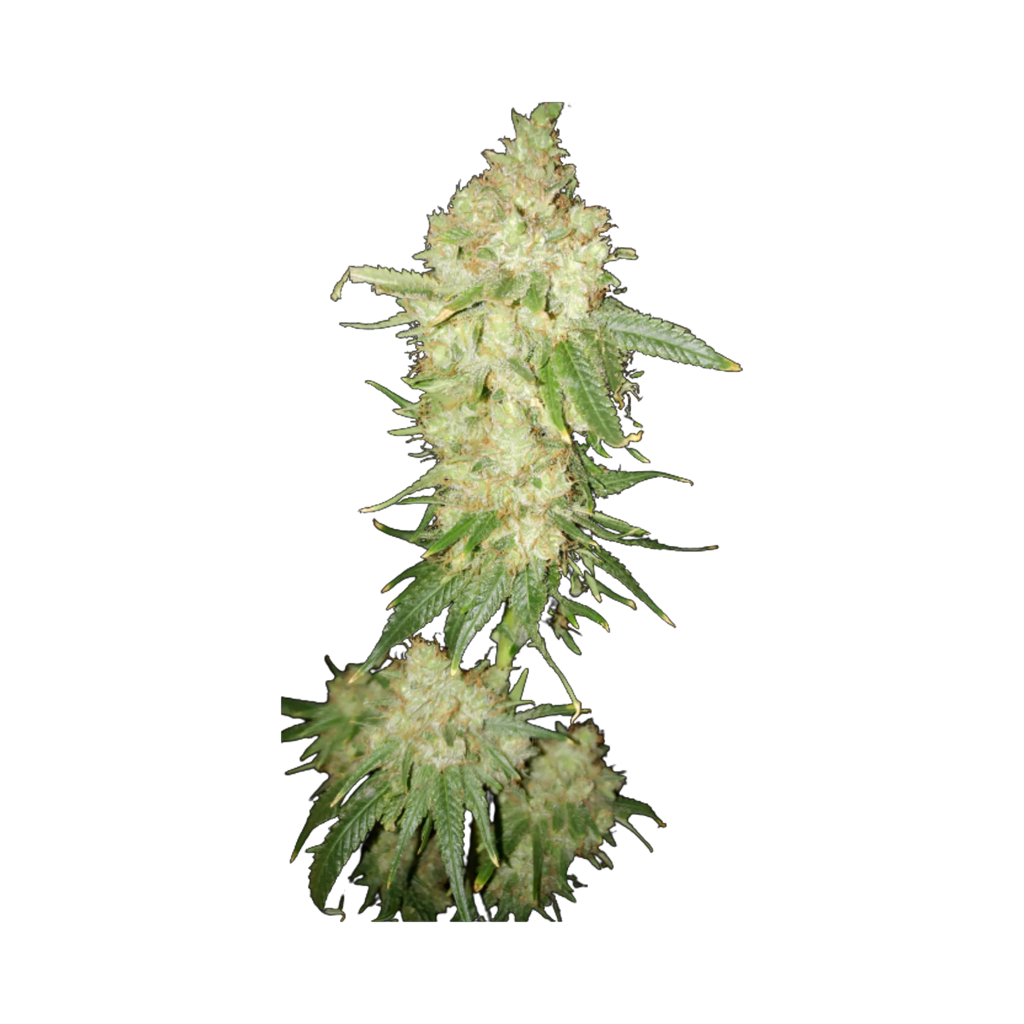 Deadwood cannabis seeds packaging — Royal King Seeds Australia