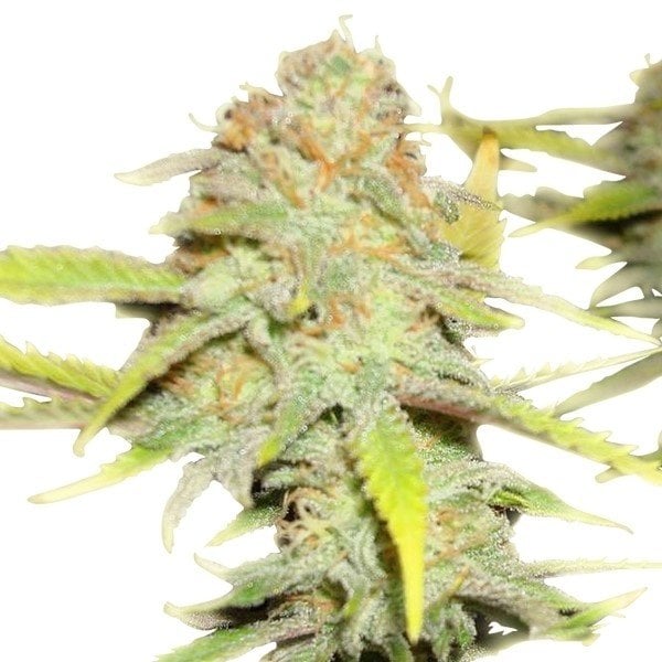 Death Star OG cannabis seeds packaging — Royal King Seeds Australia