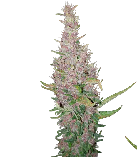 Deep Purple cannabis seeds packaging — Royal King Seeds Australia