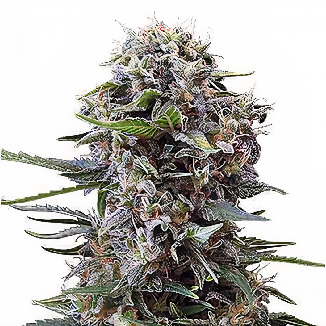 Denver Maple cannabis seeds packaging — Royal King Seeds Australia