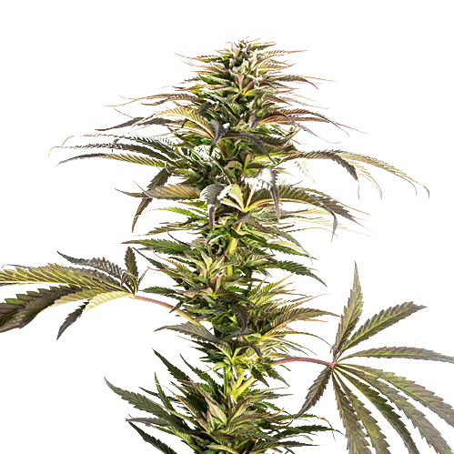 Diablo cannabis seeds packaging — Royal King Seeds Australia