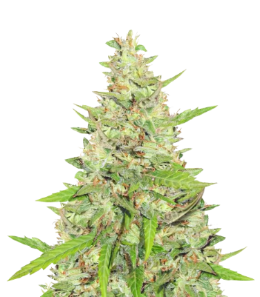 Diamond OG cannabis seeds packaging — Royal King Seeds Australia