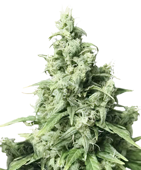 Diamond Valley Kush cannabis seeds packaging — Royal King Seeds Australia