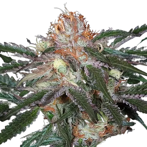 Diesel Duff cannabis seeds packaging — Royal King Seeds Australia