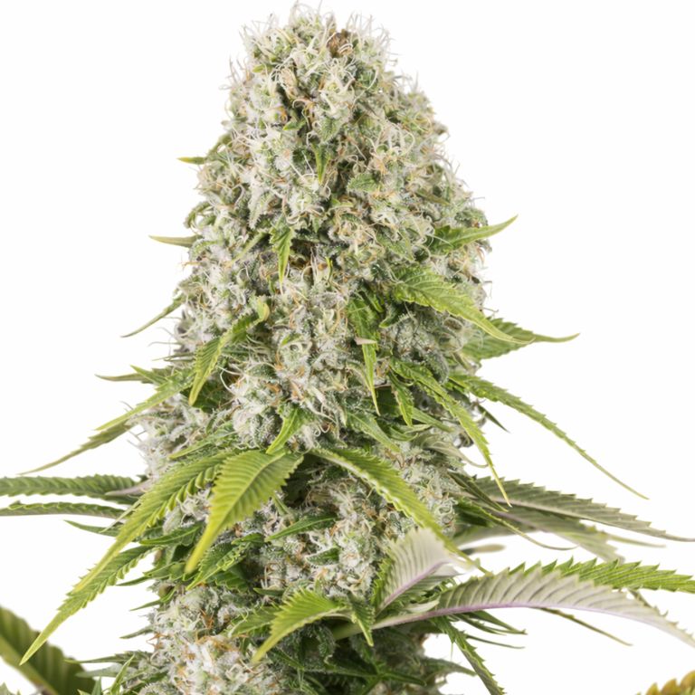 Diesel cannabis seeds packaging — Royal King Seeds Australia