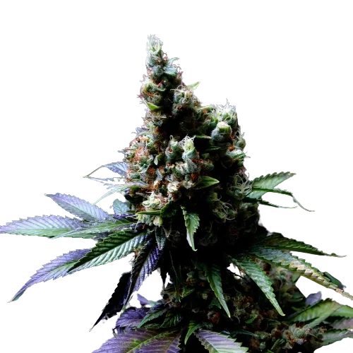 Diesel Power cannabis seeds packaging — Royal King Seeds Australia