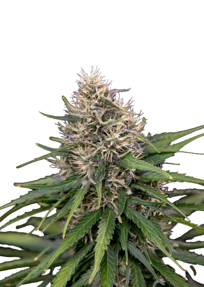 Digweed cannabis seeds packaging — Royal King Seeds Australia