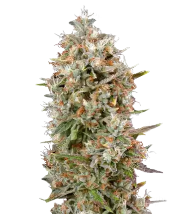 Dinachem cannabis seeds packaging — Royal King Seeds Australia