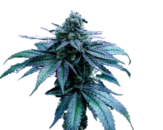 Disney Blue cannabis seeds packaging — Royal King Seeds Australia