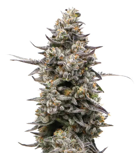 Divine CBD cannabis seeds packaging — Royal King Seeds Australia