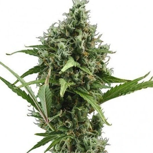 Dizzy OG cannabis seeds packaging — Royal King Seeds Australia
