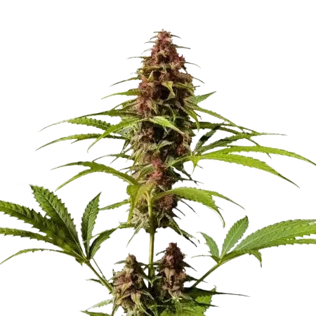 DJ Short Blueberry cannabis seeds packaging — Royal King Seeds Australia