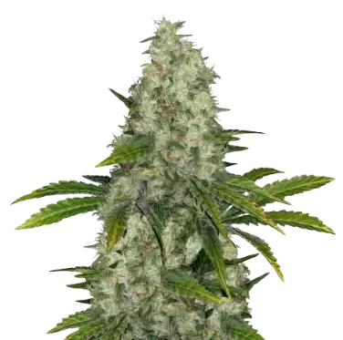 Do-Si-Dos cannabis seeds packaging — Royal King Seeds Australia