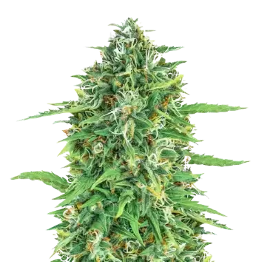 Dogwalker OG cannabis seeds packaging — Royal King Seeds Australia