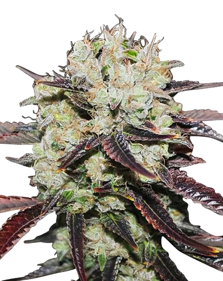 Domino cannabis seeds packaging — Royal King Seeds Australia