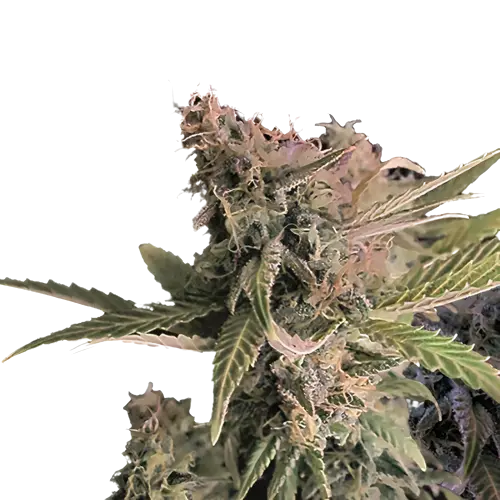 Donna OG cannabis seeds packaging — Royal King Seeds Australia