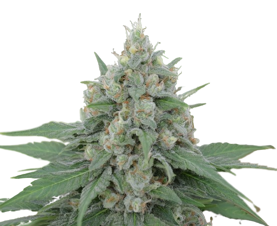 Dorit cannabis seeds packaging — Royal King Seeds Australia