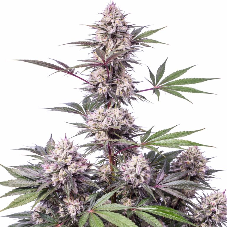 Dosi Punch cannabis seeds packaging — Royal King Seeds Australia