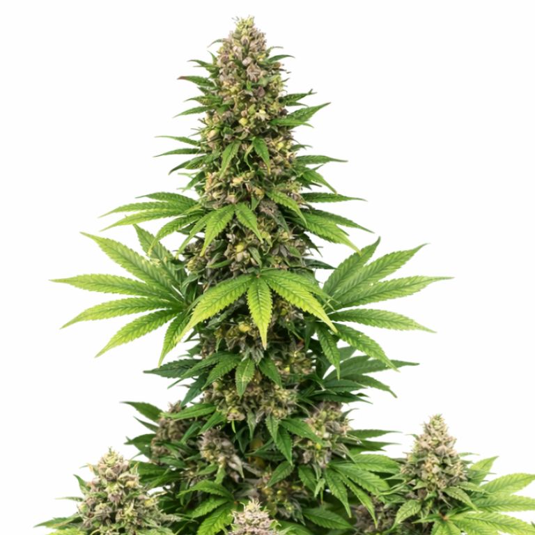 Double Bubble cannabis seeds packaging — Royal King Seeds Australia