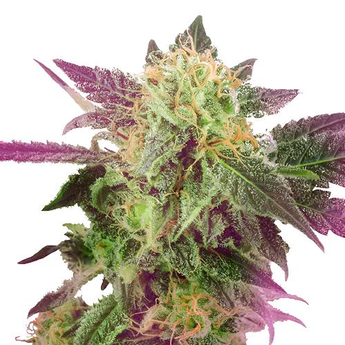 Double Purple Doja cannabis seeds packaging — Royal King Seeds Australia