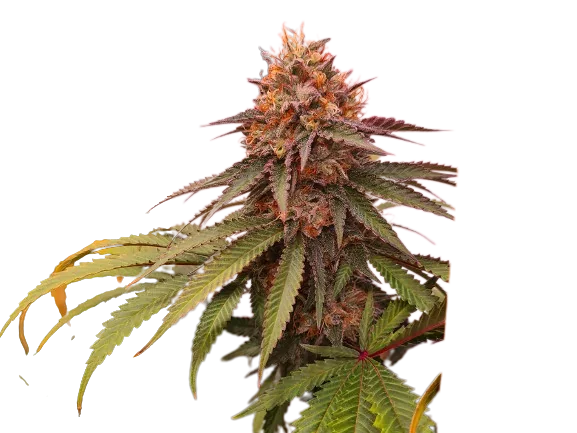 Double Tangie Banana cannabis seeds packaging — Royal King Seeds Australia