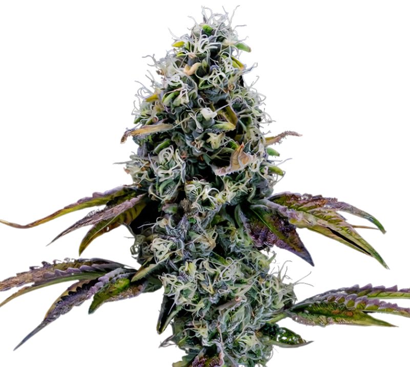 Dr. Funk cannabis seeds packaging — Royal King Seeds Australia