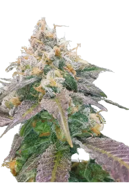 Dream Berry cannabis seeds packaging — Royal King Seeds Australia