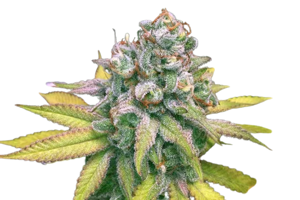 Dream Police cannabis seeds packaging — Royal King Seeds Australia