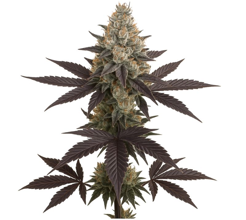 Dream Queen cannabis seeds packaging — Royal King Seeds Australia
