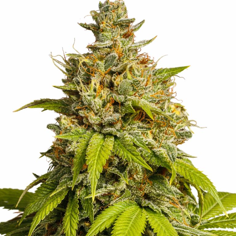 Durban Poison cannabis seeds packaging — Royal King Seeds Australia