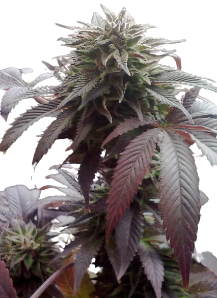 Durga Mata cannabis seeds packaging — Royal King Seeds Australia