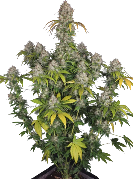Dutch Kush cannabis seeds packaging — Royal King Seeds Australia