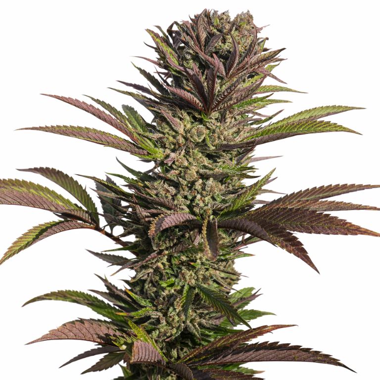 Dutch Treat cannabis seeds packaging — Royal King Seeds Australia