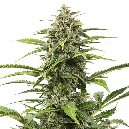Dutchberry cannabis seeds packaging — Royal King Seeds Australia