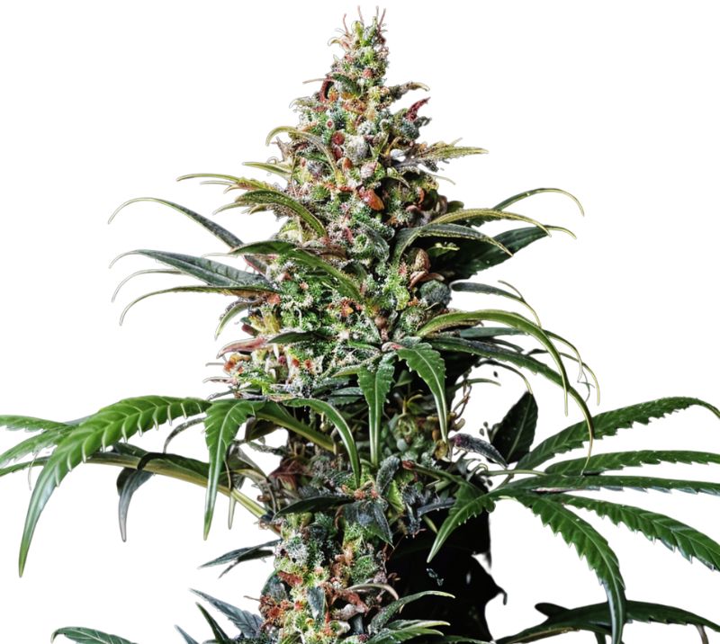 Early Girl cannabis seeds packaging — Royal King Seeds Australia