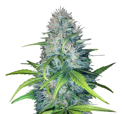 Early Miss cannabis seeds packaging — Royal King Seeds Australia