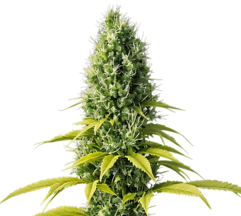 Early Skunk cannabis seeds packaging — Royal King Seeds Australia
