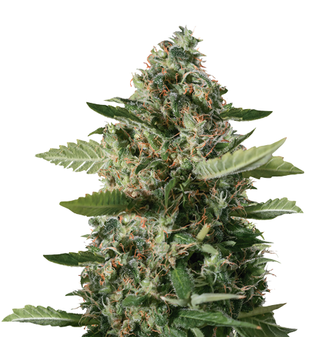 East Coast Sour Diesel cannabis seeds packaging — Royal King Seeds Australia