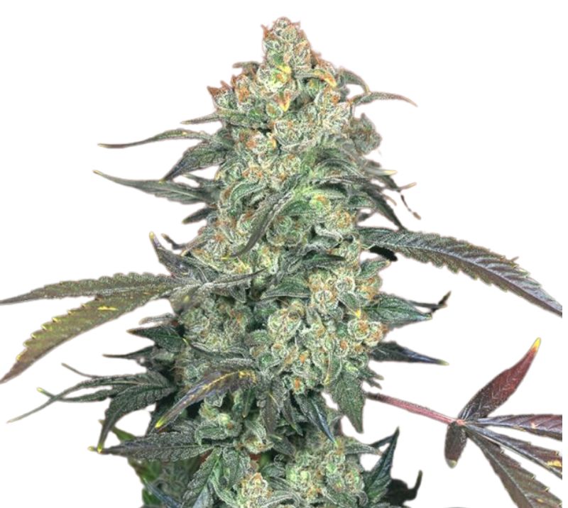 Ecto Cooler cannabis seeds packaging — Royal King Seeds Australia