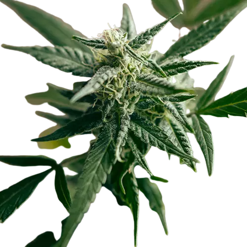 Edelweiss cannabis seeds packaging — Royal King Seeds Australia