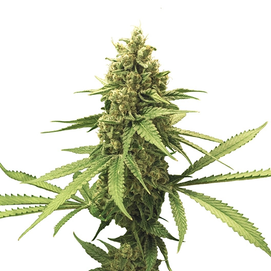El Perro cannabis seeds packaging — Royal King Seeds Australia