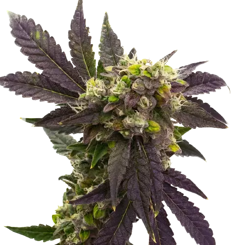 Electric Blue cannabis seeds packaging — Royal King Seeds Australia
