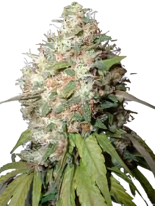 Endless Sky cannabis seeds packaging — Royal King Seeds Australia