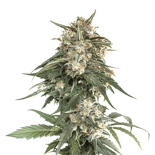 Enemy of the State cannabis seeds packaging — Royal King Seeds Australia
